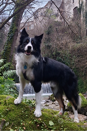 Border collie con pedigree desidera fidanzata