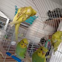 Cocorite ciuffate hagaromo