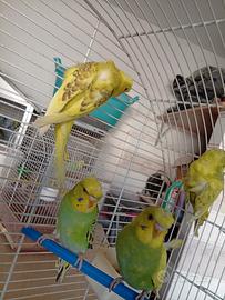 Cocorite ciuffate hagaromo