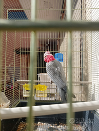 Ucelli