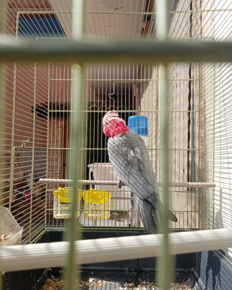 Ucelli