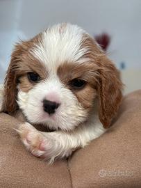 Tre cuccioli di cavalier King Enci