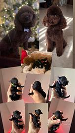 Disponibili cuccioli di barboncini toy