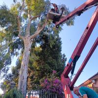 abbattimento alberi