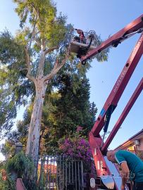 abbattimento alberi