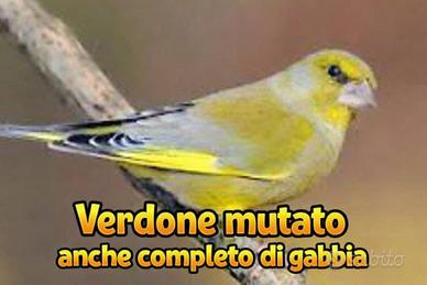 Verdone mutato