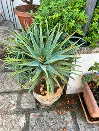 Piante ALOE