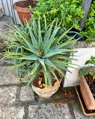 Piante ALOE
