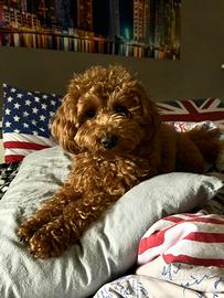 Barboncino Nano per monta gratis