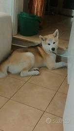 Akita inu
