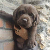 Ultimo cucciolo di labrador cioccolato