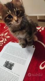 Mainecoon