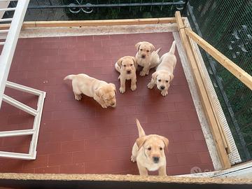 Labrador retriever