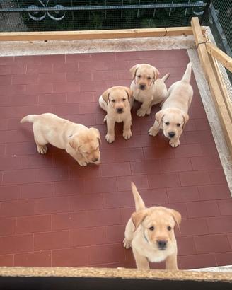 Labrador retriever