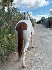 Puledra