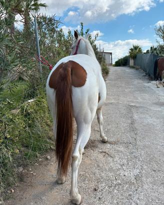 Puledra