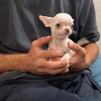 Chihuahua femminuccia di piccola taglia