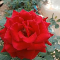 piante fiorite disponibile mix 