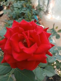 piante fiorite disponibile mix 