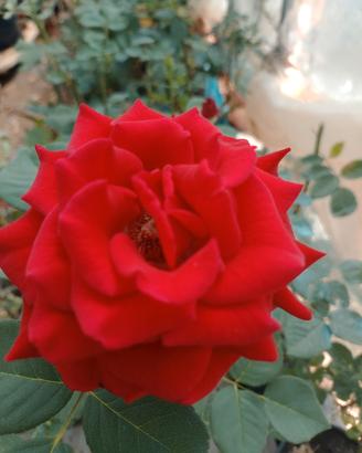 piante fiorite disponibile mix 