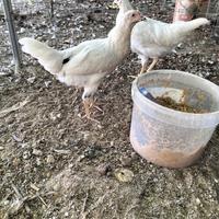 Galline