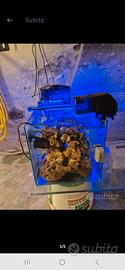 piccolo acquario marino mediterraneo 