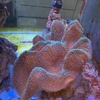 Corallo acquario marino - Sarcophyton