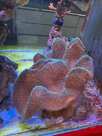 Corallo acquario marino - Sarcophyton