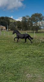 Cavalli