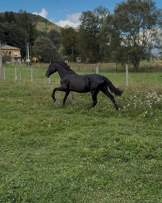 Cavalli