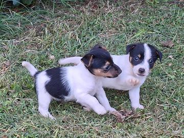 Cuccioli jeck russell
