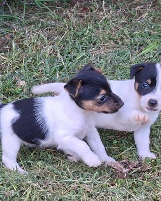 Cuccioli jeck russell