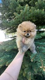 Cuccioli di Pomerania