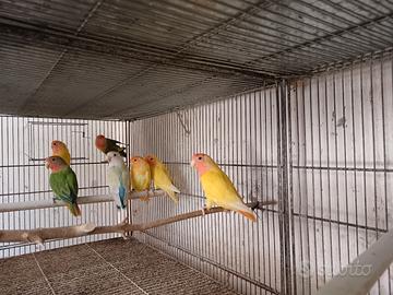 Pappagalli inseparabili