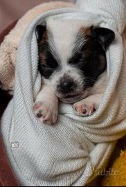 Cuccioli jack russell