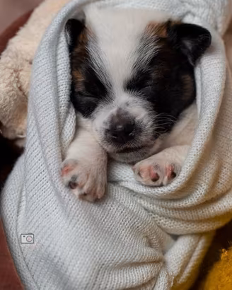 Cuccioli jack russell