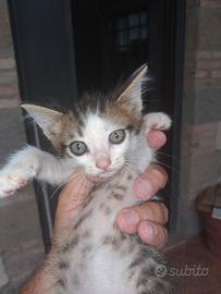 Stupendi cuccioli di gatto
