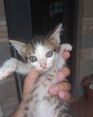 Stupendi cuccioli di gatto
