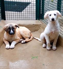 Cuccioli tra le sbarre