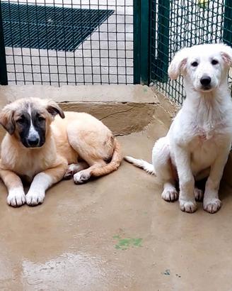 Cuccioli tra le sbarre