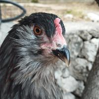 Pulcini olive egger f3