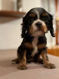 Cavalier king charles spaniel