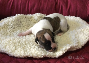 Whippet cuccioli
