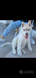 Siberian husky