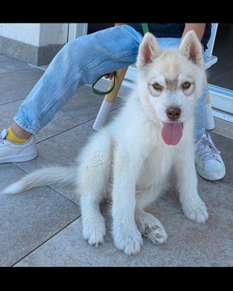 Siberian husky