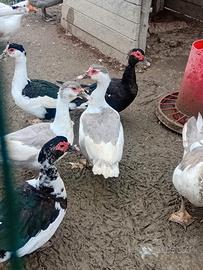 Animali da cortile