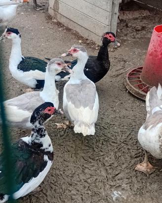 Animali da cortile