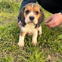 Strepitosi beagle