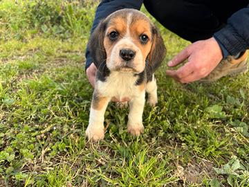 Strepitosi beagle