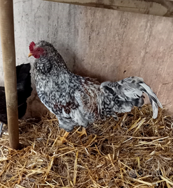 Giovane gallo Legbar